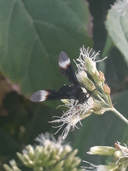 Myrmecopsis strigosa