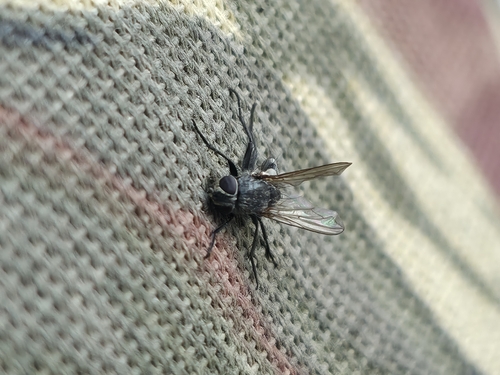 Unknown species found near Mounds View, MN 55112, USA