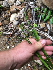 Juncus prismatocarpus