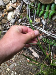 Juncus prismatocarpus