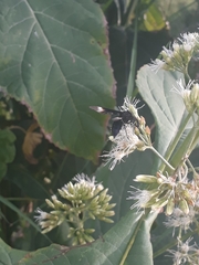 Myrmecopsis strigosa