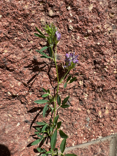 Medicago sativa observed 2025-10-29