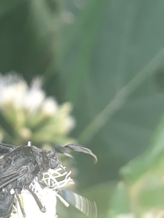 Myrmecopsis strigosa