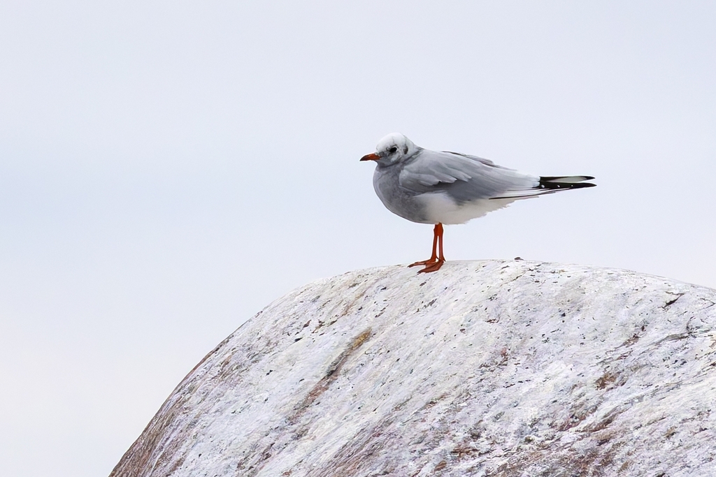 Mouette rieuse