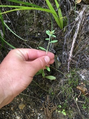 Gamochaeta simplicicaulis