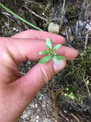 Gamochaeta simplicicaulis