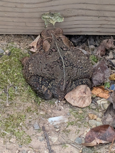American Toad