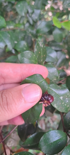 Eugenia sulcata, 2025-10-29