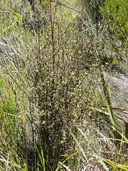 Coprosma tenuicaulis