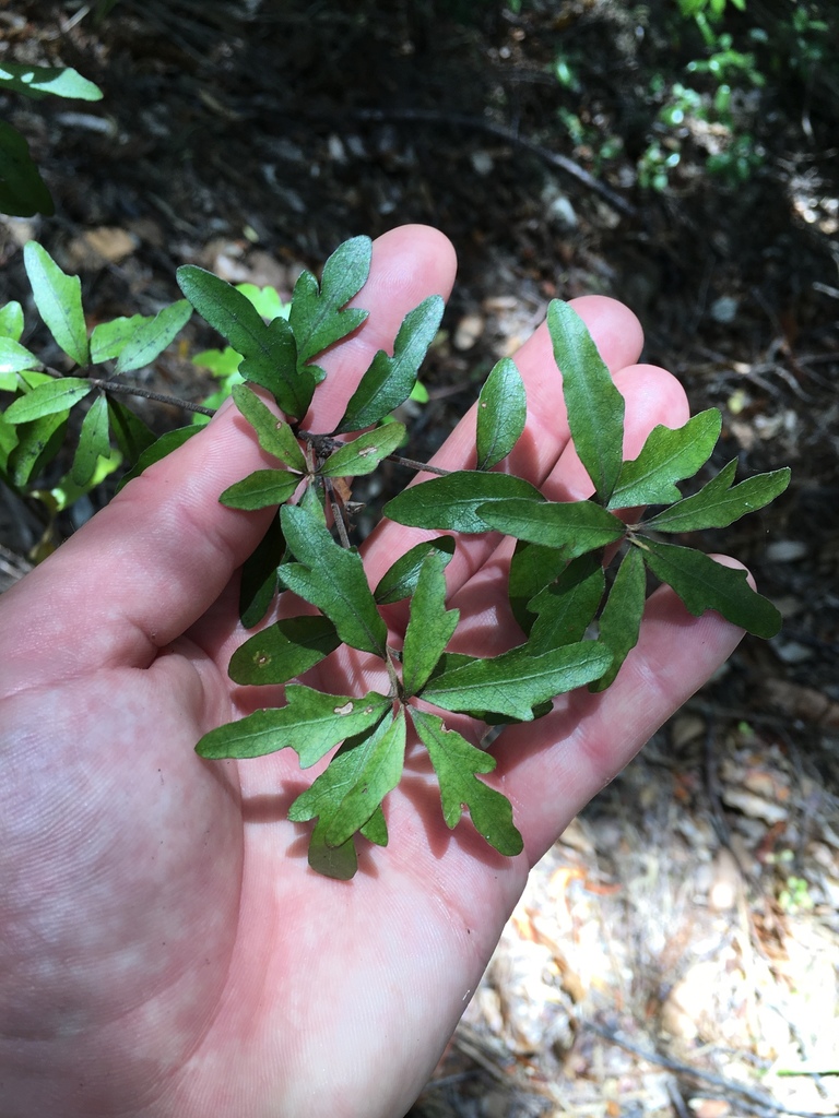 Pittosporum virgatum