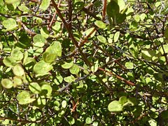 Coprosma tenuicaulis