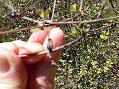 Coprosma tenuicaulis