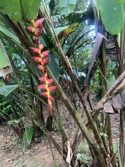 Heliconia pogonantha