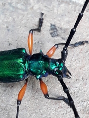 Callichroma holochlorum