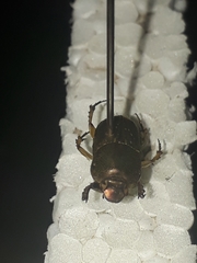 Euoniticellus intermedius