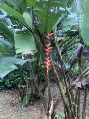 Heliconia pogonantha