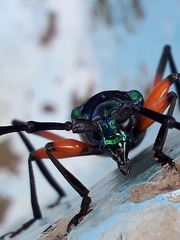 Callichroma holochlorum