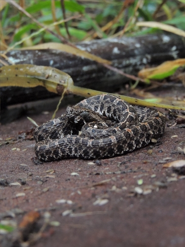 Slender Hognose Viper
