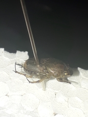 Euoniticellus intermedius