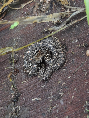 Slender Hognose Viper