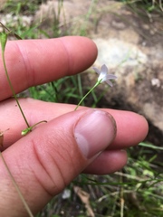 Wahlenbergia violacea