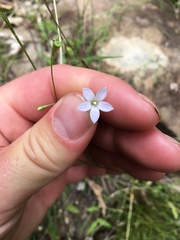 Wahlenbergia violacea