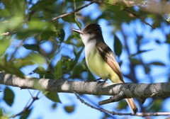 Myiarchus tyrannulus