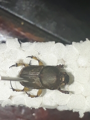 Euoniticellus intermedius