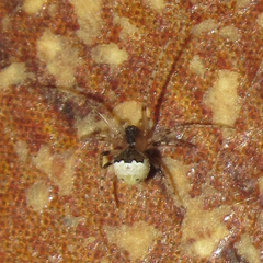 Wamba crispulus