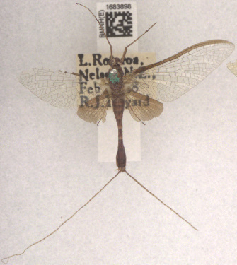 Ichthybotus