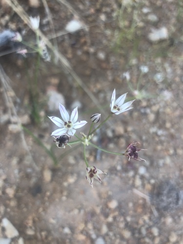Red Flower Onion (Allium rhizomatum)