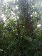 Leuenbergeria bleo