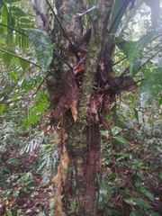 Leuenbergeria bleo