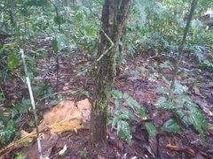 Leuenbergeria bleo