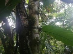 Leuenbergeria bleo