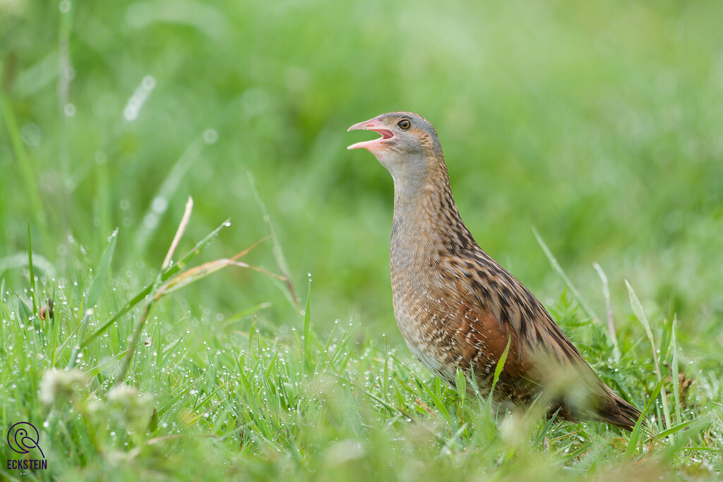 Corn Crake photo