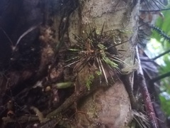 Leuenbergeria bleo