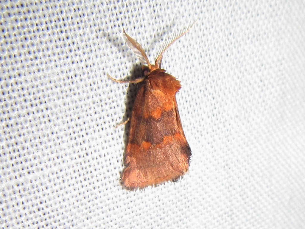 Haplopseustis