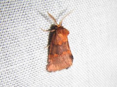 Haplopseustis erythrias