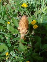 Orobanche crenata