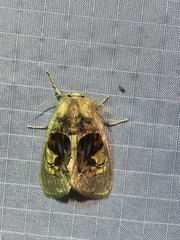 Arrhenophanes perspicilla