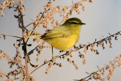 Phylloscopus affinis