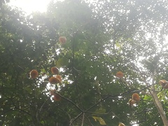 Leuenbergeria bleo