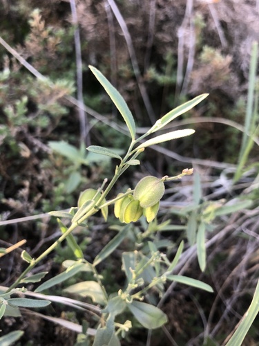 Velvetseed milkwort (Hebecarpa obscura)