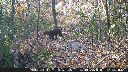 Jaguarundi
