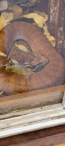Southern Death Adder sighting