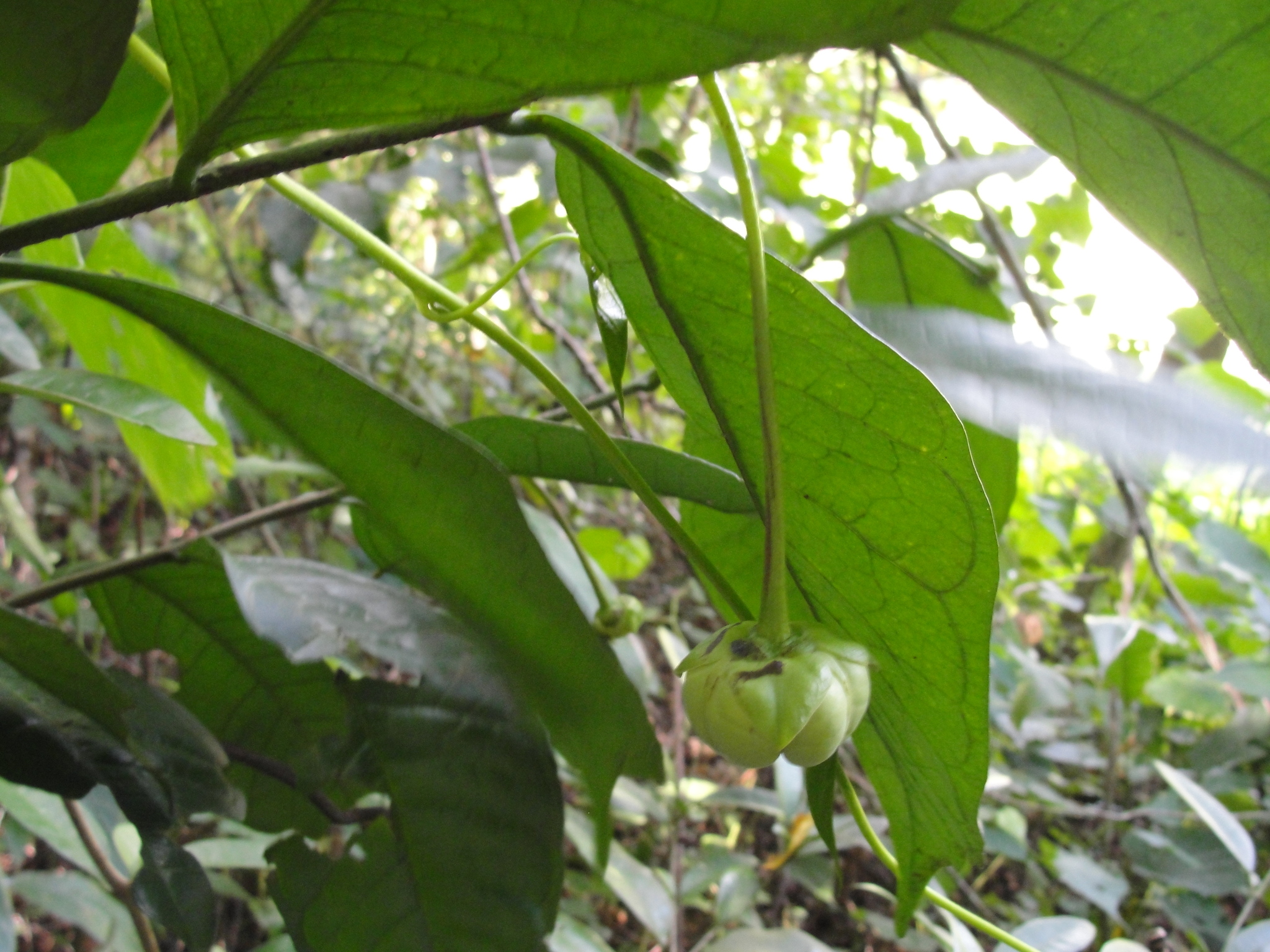 Cymbopetalum brasiliense