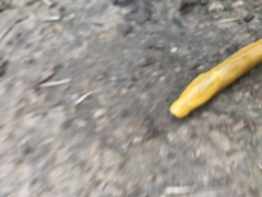 Ariolimax brachyphallus