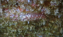 Hawaiian Blackhead Triplefin photo 2