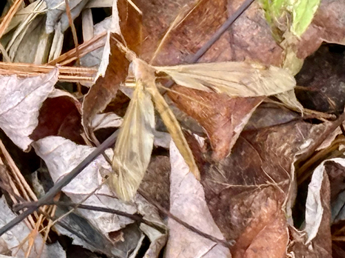 Unknown species found near Weston, MA, US